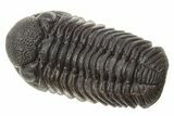 Phacopid (Morocops) Trilobite - Completely Removed From Rock! #249256-7